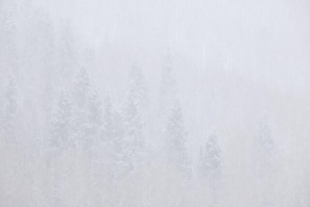 Ghost Trees