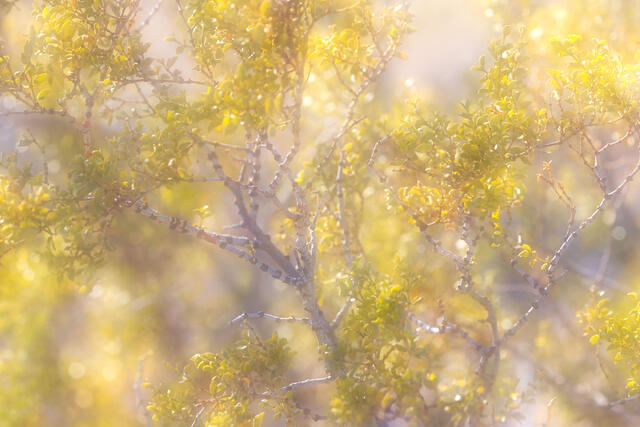 Golden Creosote