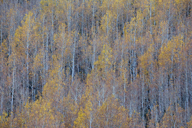 Golden Highlights