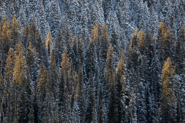 Golden Tips