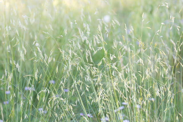 Grassy Glow