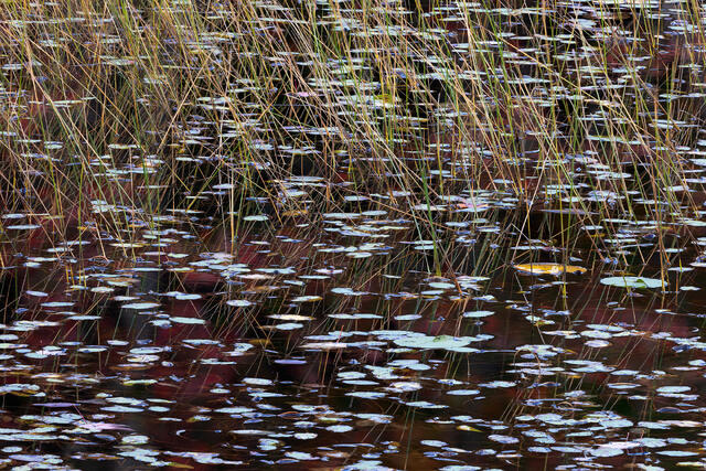 Grassy Reflections