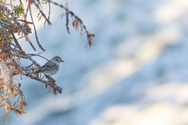 Gray Flycatcher