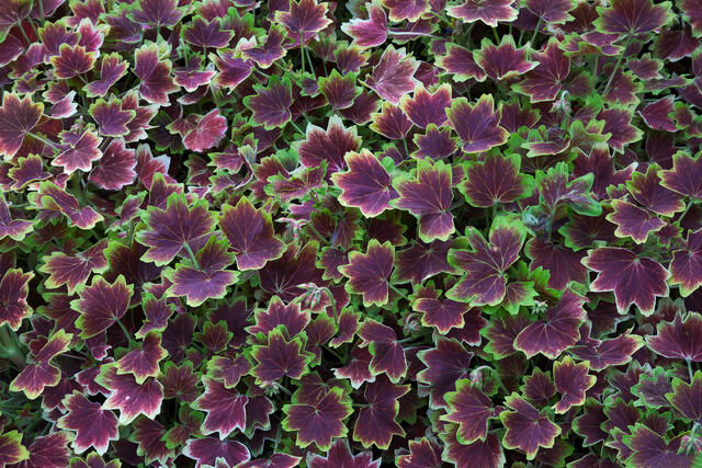Green Borders