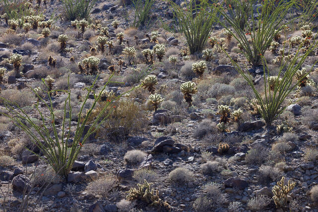 Green Ocotillo