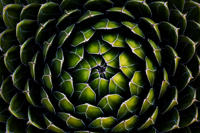 Green Queen