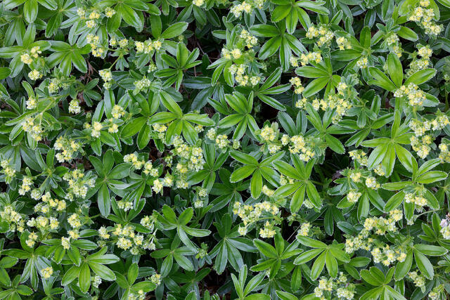 Green Stars