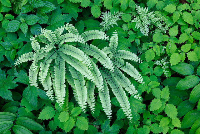 Green Variety Pack