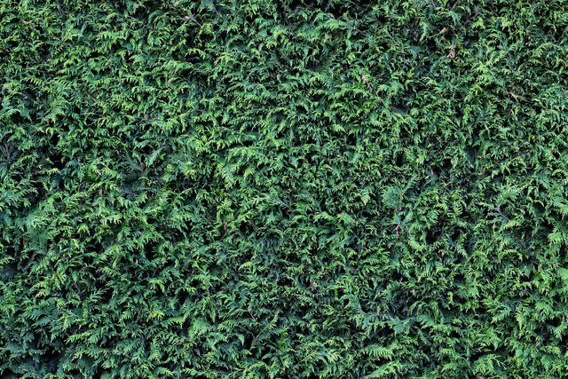 Hedge