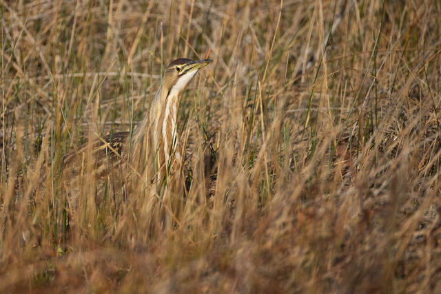 Hiding Bittern