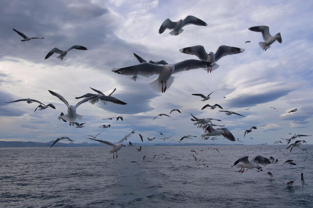 Hogsbacks Gullfronts