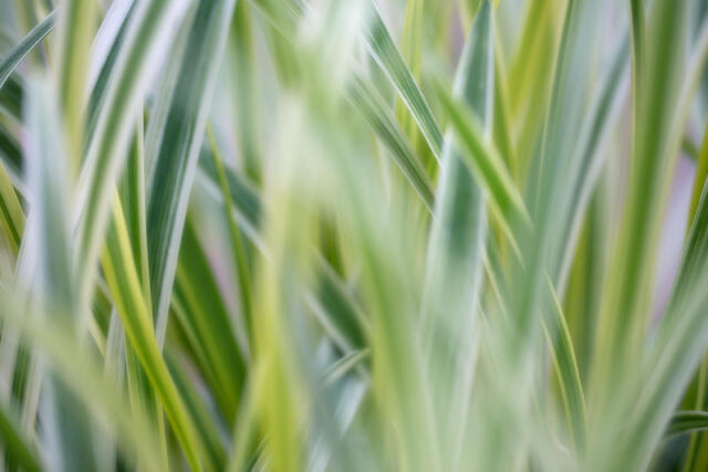 Intersecting Grasses