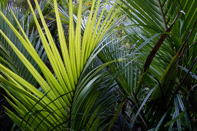 Jungled