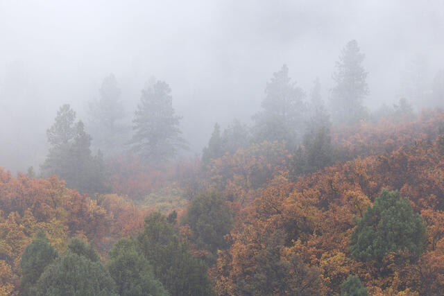 Juniper Oak Ponderosa