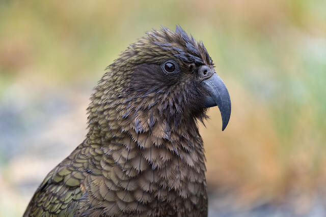 Kea Contemplation