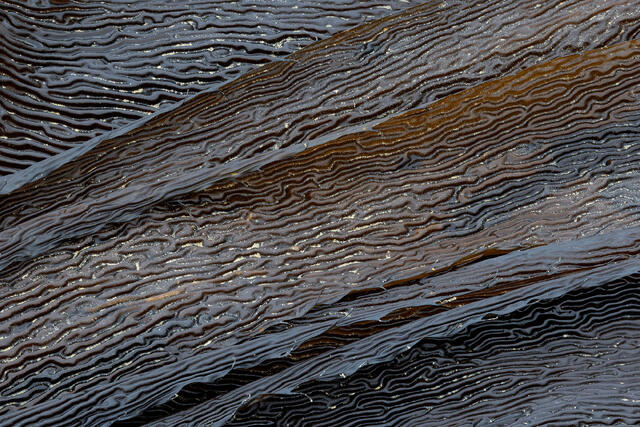 Kelp Grooves