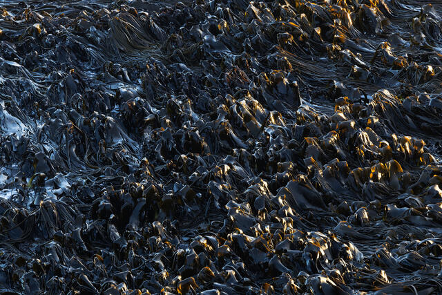 Kelp Transition