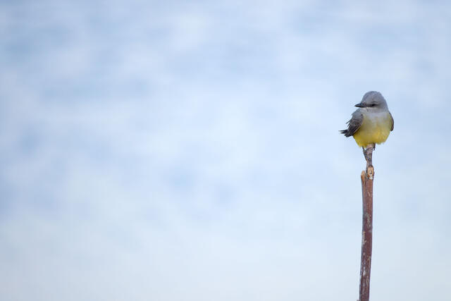 King Kingbird