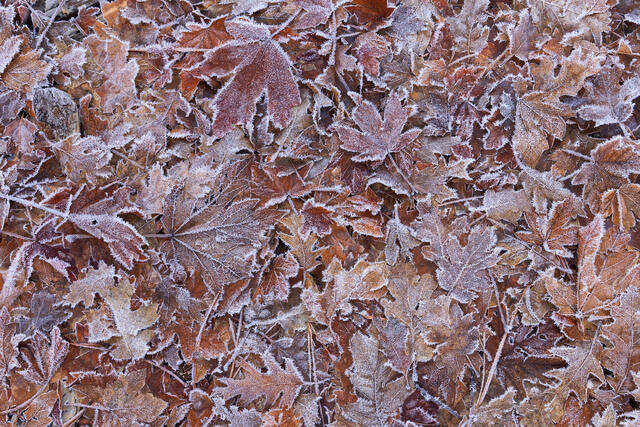 Last Fall