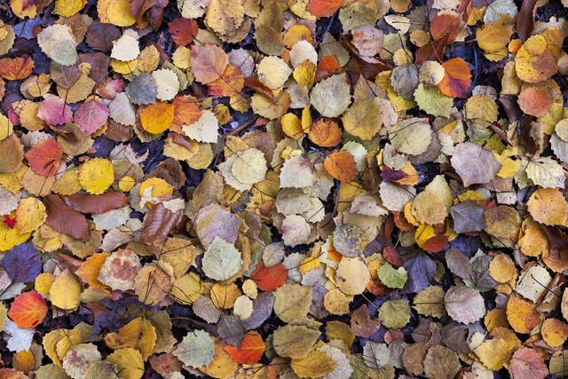 Leaf Litter