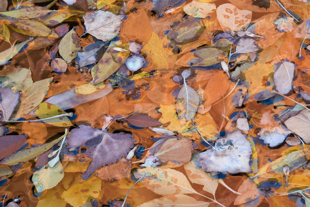 Leaf Splatter