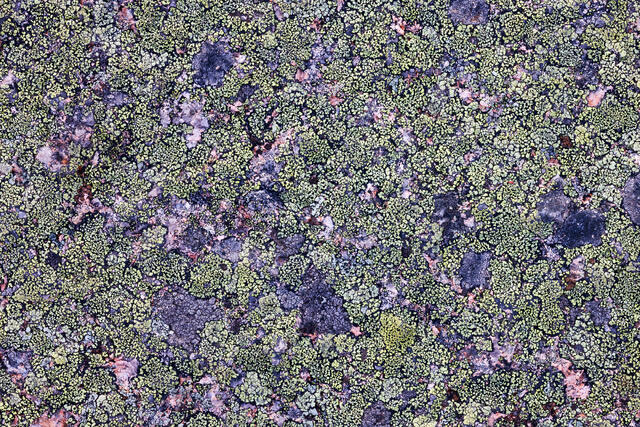 Lichen Greens