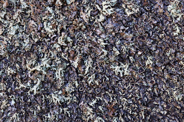 Lichen Grooves