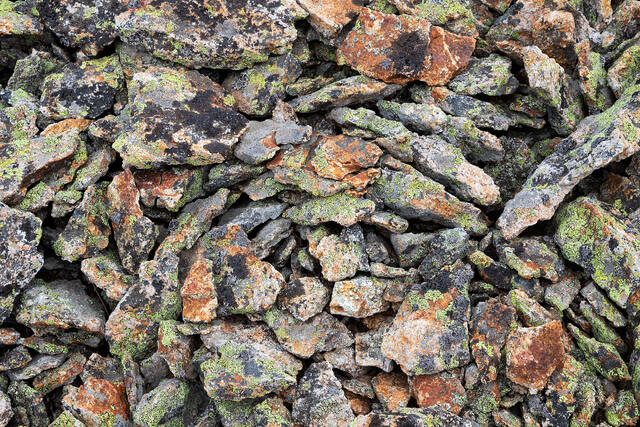 Lichen Loop