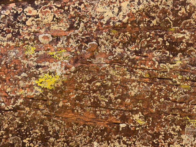 Lichen Sandstone