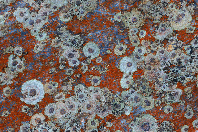 Lichen Spots