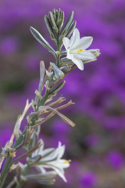 Lily of the Desert