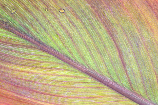 Lined Leave