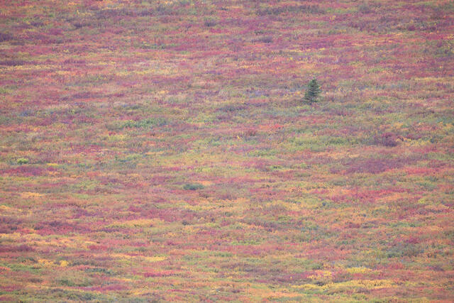Lone Tree