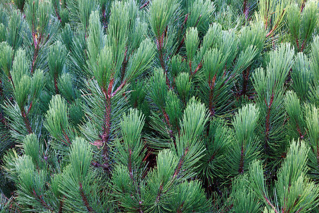 Long Needles