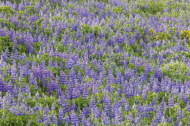 Lots of Lupine I