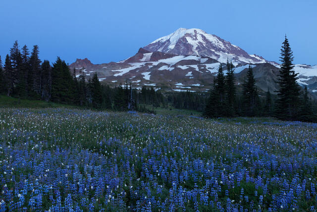 Lupine Dusk