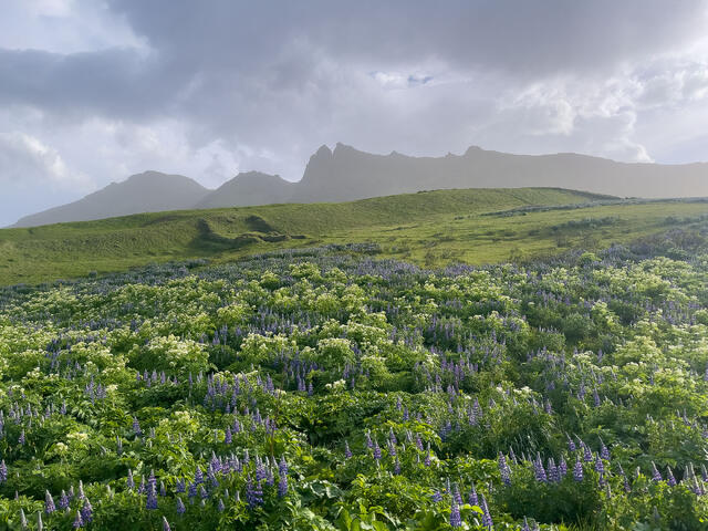 Lupine Fields