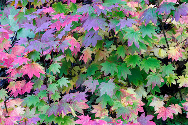 Maple Assortment