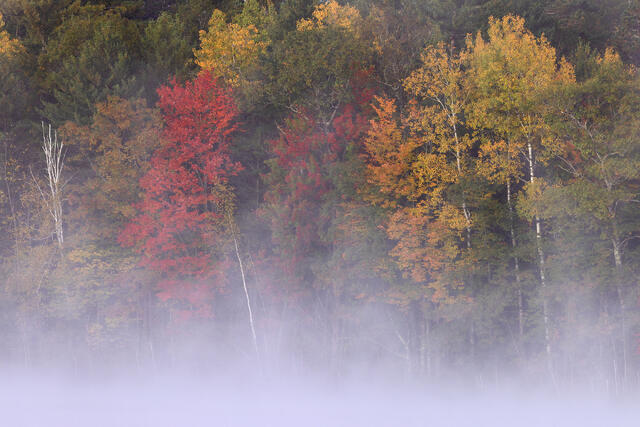 Maple Fogs