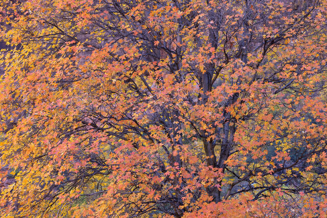 Zion: Fall