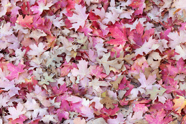 Maple Leaves