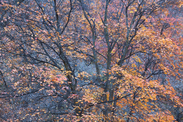 Maple Majesty