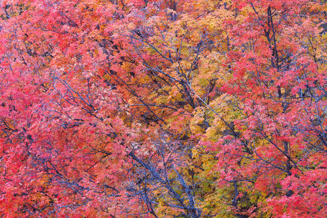 Maple Spectrum