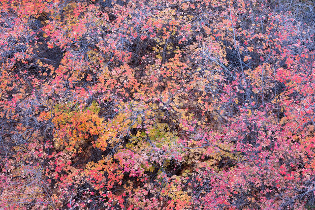 Maple Splatter