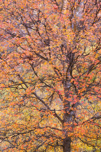 Maple Splendor