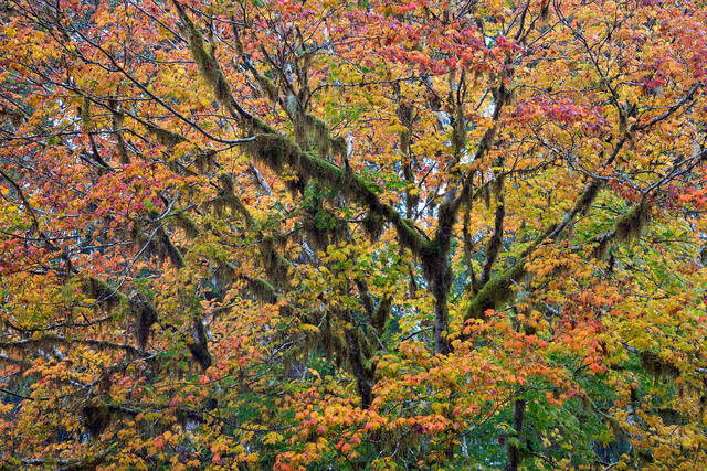 Maples and Moss