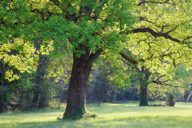 Meadow Light
