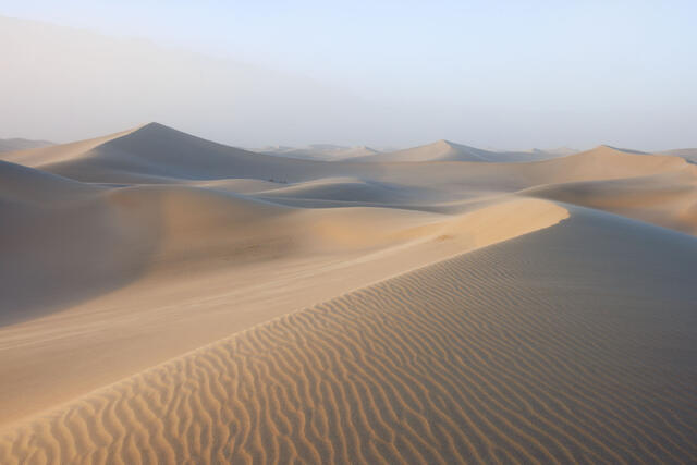 Mesquite Morning