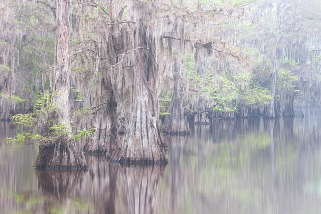 Misty Cypress