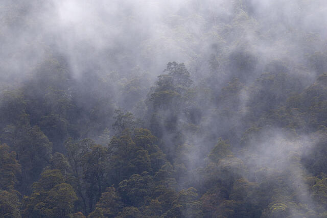 Misty Fixture